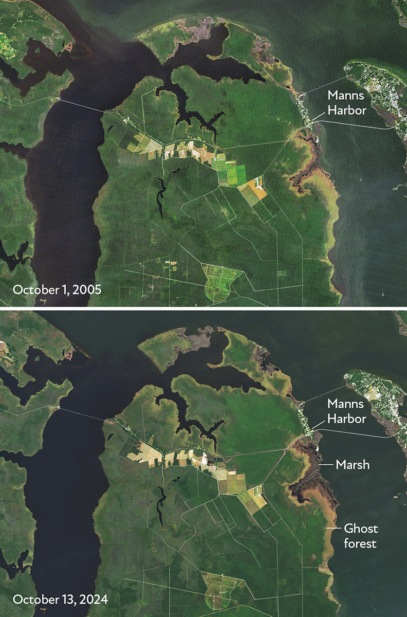 A coastal patch of dead forest, visible in two satellite images, has expanded inland between 2005 and 2024.